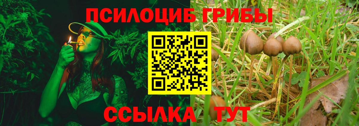 Галлюциногенные грибы Psilocybe Барнаул